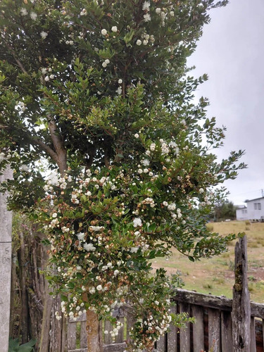 Venta Agrícola Puerto Montt
