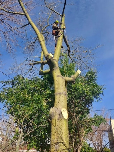 Poda De Árboles En Altura Y Talas Zona Norte Y Caba