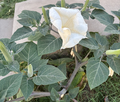 Semillas De Datura Inoxia, Chamico
