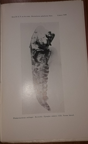 Descripcion De La Macrauchenia Patachonica Owen Y Comparacio (Usado)