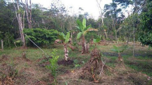 Chácara Com Árvores Frutíferas No Gaivota Itanhaém-3861 Npc