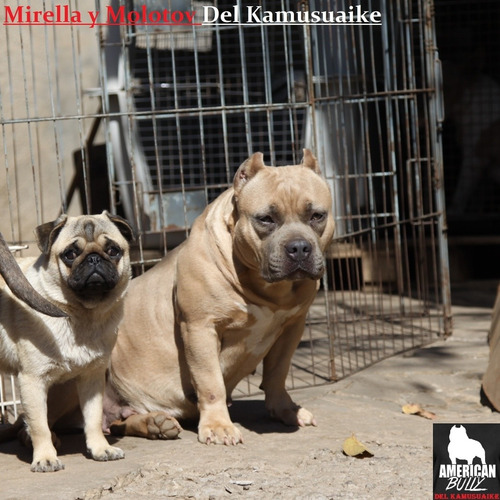 American Bully