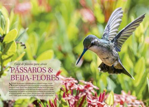 Planta Certa Para Atrair Passaros & Beija-flores, De Ero., Vol. 1. Editorial Europa, Capa Mole, Edição 1 Em Português, 2023