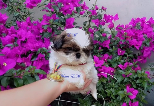 Divino Cachorro Shitzu Mini Excelente Genètica 350 Shih Tzu