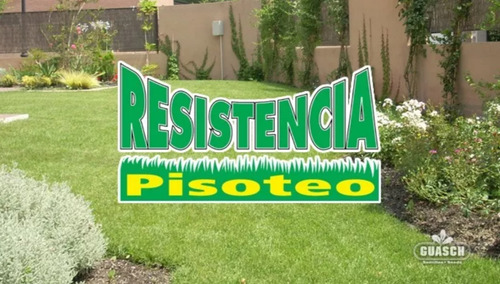 Cesped Semillas Resistencia Pisoteo Guasch - 10 Kg -paternal