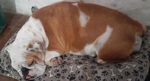 Imagen 6 de 6 de Bulldog Ingles Cachorros