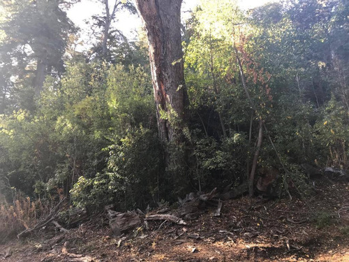 Imagen 9 de 27 de Lote De 3.079m2 En Bº Calfuco A Metros Del Lago Nahuel Huapi, Villa La Angostura
