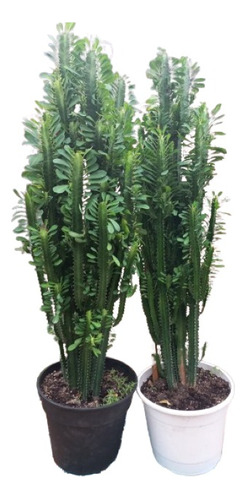 Euphorbia Verde Maceta Nro.30