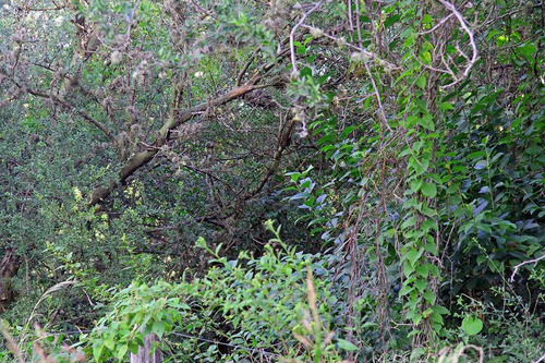 Imagen 12 de 14 de Venta De Terreno En Carpintería Calle Las Mandiocas Mts 1791