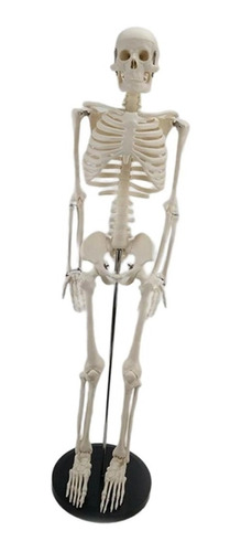 Esqueleto 85 Cm - Modelo Anatómico