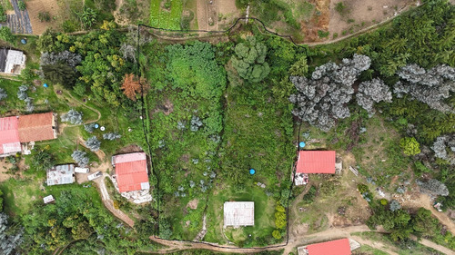 Excelente Terrenos En Venta Galipán, Parque Nacional Él Ávila. Son 2 Terrenos Puede Venderse Juntos Como Se Presenta Acá O Separados Edf