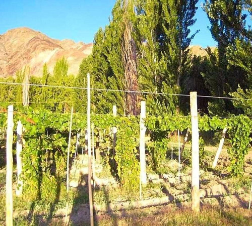 Finca S/lote 50 Has- Venta- Calingasta- San Juan