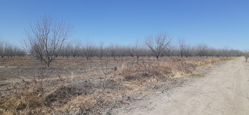 Terreno Con Nogales En Venta En San Pedro De Las Colonias, Coahuila