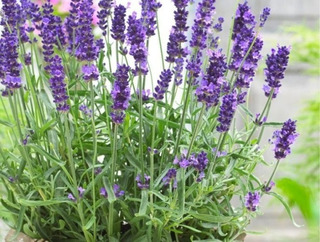 Planta Lavanda Grande | MercadoLibre ?