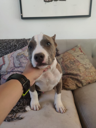 Cachorros American Bully Pocket Machos Abkc