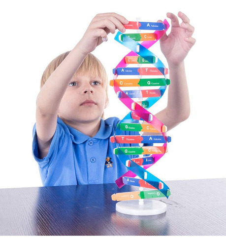 Juguete Modelo De Adn Para Niños Estructura De Adn Rompecabe