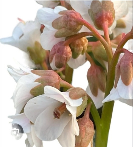 Plantas De Bergenia Blanca