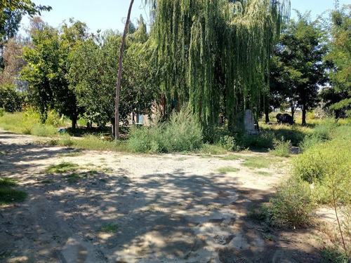 Imagen 11 de 25 de Venta De Finca 14 Ha En Producción - San Rafael Mendoza