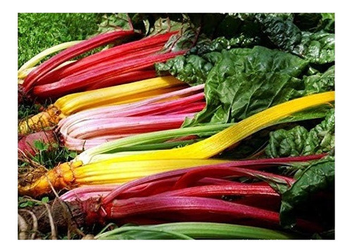 Acelga Arco Iris -semillas (22)