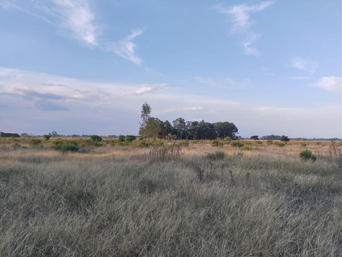 Imagen 4 de 9 de Campo En Sarandi (zona Esceula N° 17)