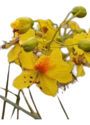 Arbol Autóctono Cina Cina 2.30 Altura. Envio A Todo El País Amarillo