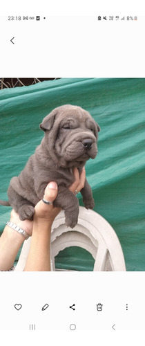 Cachorros Shar Peis 