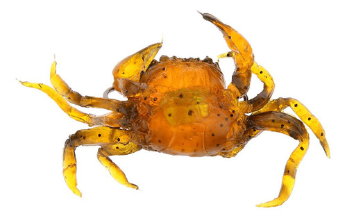 2 Piezas 3d Simulación Suave Cangrejos Cebo De Pesca