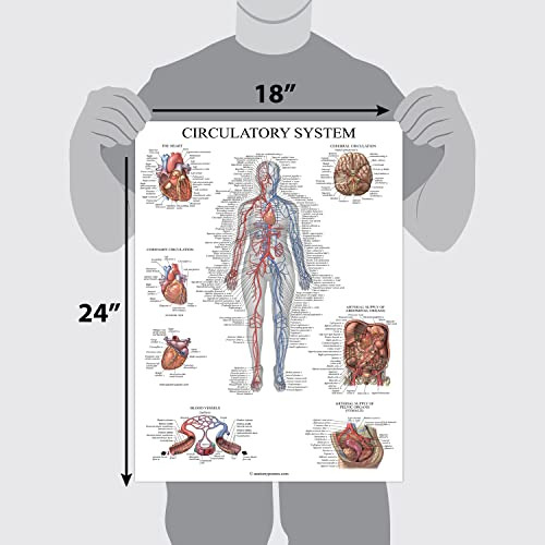 Cartel Anatómico Del Sistema Circulatorio Y Anatomía ...