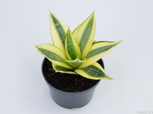 Sansevieria Golden Hahnii P11 - Espadinha Da Sorte