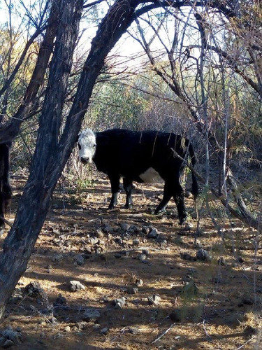 Imagen 1 de 26 de Venta Campo 103 Ha General Alvear