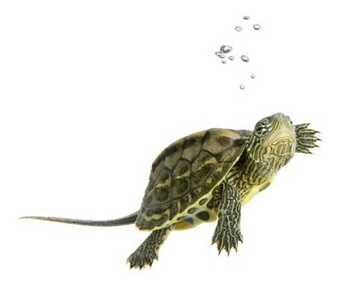 Isla Flotante Magnética Tortugas Acuaticas Exo Terra