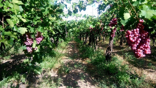 Finca Uva