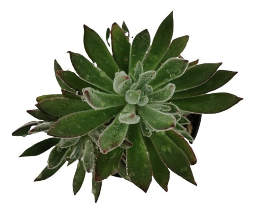 Echeveria Setosa Arrow Set 3 Pzas