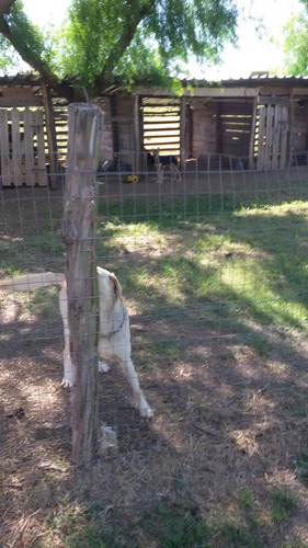 Imagen 5 de 10 de Hotel Pensionado Para Perros Guarderia