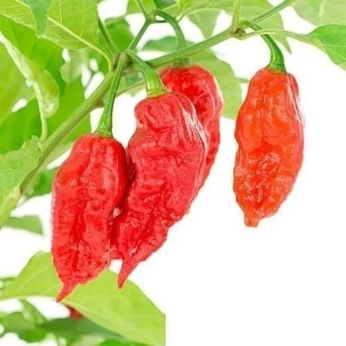 Sementes De Pimenta Bhut Jalokia Aimor