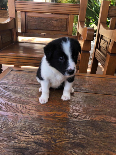 Vendo Filhotes Border Collie