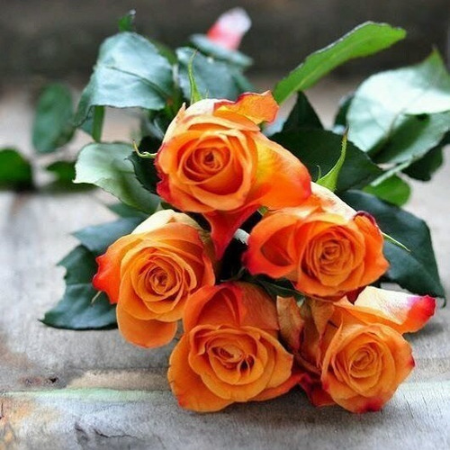 4 Mudas De Rosas Colombianas Flor Grande Florindo Sortidas | Parcelamento  sem juros