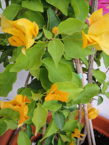 Bugambilia Amarillo