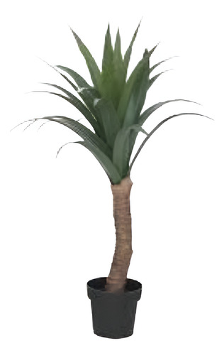 Yuca Gloriosa - Tropical Grande 180cm. E.gratis Amba