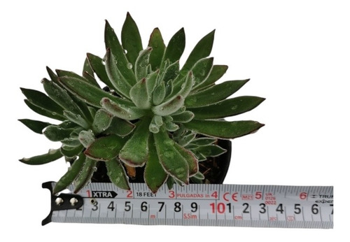 Echeveria Setosa Arrow Set 3 Pzas