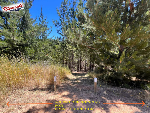 Parcela Con Gran Bosque, Ideal Para Refugio, Bucalemu