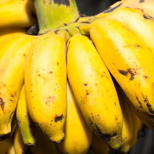 Platano Roatan, Castilla, Manzano, Morado, Dominico, Plantas