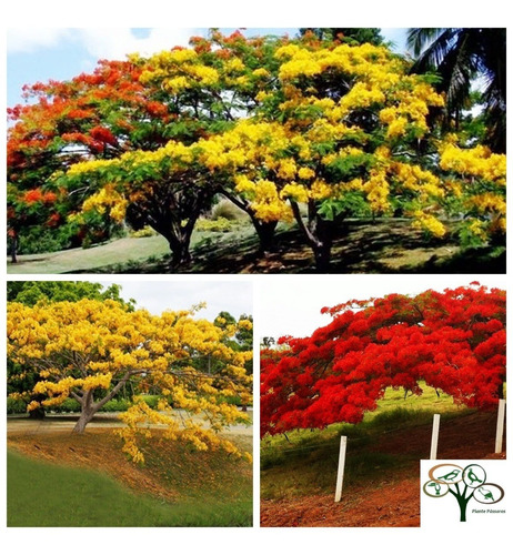 Imagem 1 de 5 de Kit 50 Sementes De Flamboyant Vermelho E Amarelo - Acácia