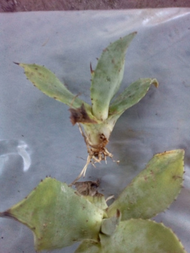 25 Agave Celsii Nova - Agave Mitis