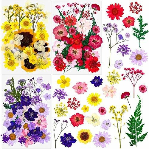 100pcs Real De Flores Secas Prensadas Para Las Flores S...