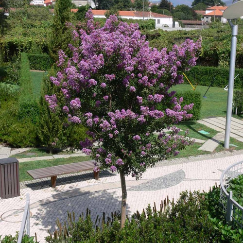 Árbol Júpiter Color Morado