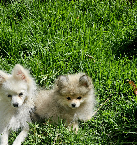 Hermoso Pomerania Macho, Tres Meces, Perfecto Para Su Nuevo,