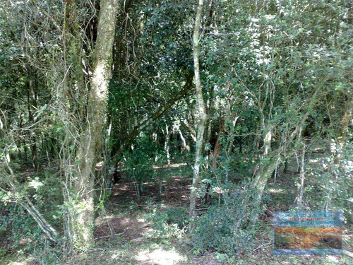 Terreno À Venda, 25263 M² Por R$ 3.500.000,00 - Lomba Do Pinheiro - Porto Alegre/rs - Te0165