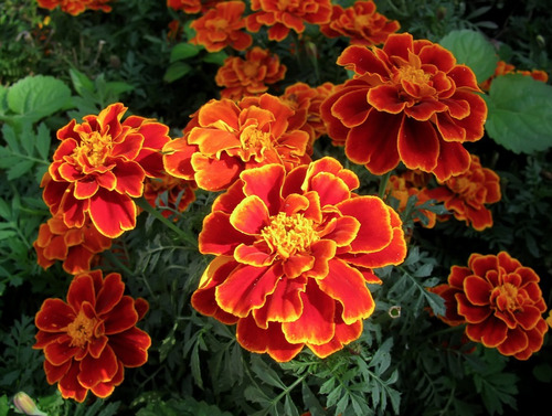 Tagetes Pátula | French Marigold