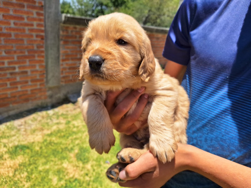 Golden Retriever 